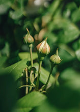 Load image into Gallery viewer, Claire Austin Rambling Rose Buds
