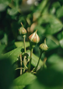 Claire Austin Rambling Rose Buds