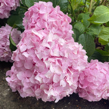 Load image into Gallery viewer, Hydrangea Macrophylla So Long - Pink flowering shrub
