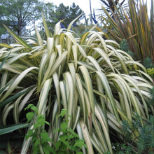 Load image into Gallery viewer, Phormium Cookianum Subsp. Hookeri &#39;Cream Delight&#39; 
