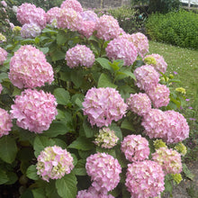 Load image into Gallery viewer, Hydrangea Macrophylla So Long - Pink flowering shrub

