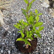 Load image into Gallery viewer, Sensation Honeysuckle Vine potted plant for sale
