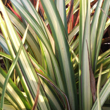 Load image into Gallery viewer, Phormium Cookianum Subsp. Hookeri &#39;Cream Delight&#39; 
