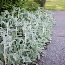 Load image into Gallery viewer, Stachys Byzantina - Lambs Ears-  Silver Carpet
