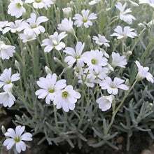 Load image into Gallery viewer, Snow in the summer - Ground cover plant
