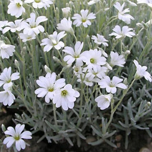 Snow in the summer - Ground cover plant