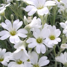 Load image into Gallery viewer, Snow in the summer - Evergreen Trailing Flower
