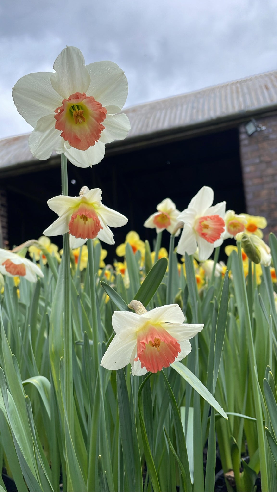 Pink Daffodil Collection