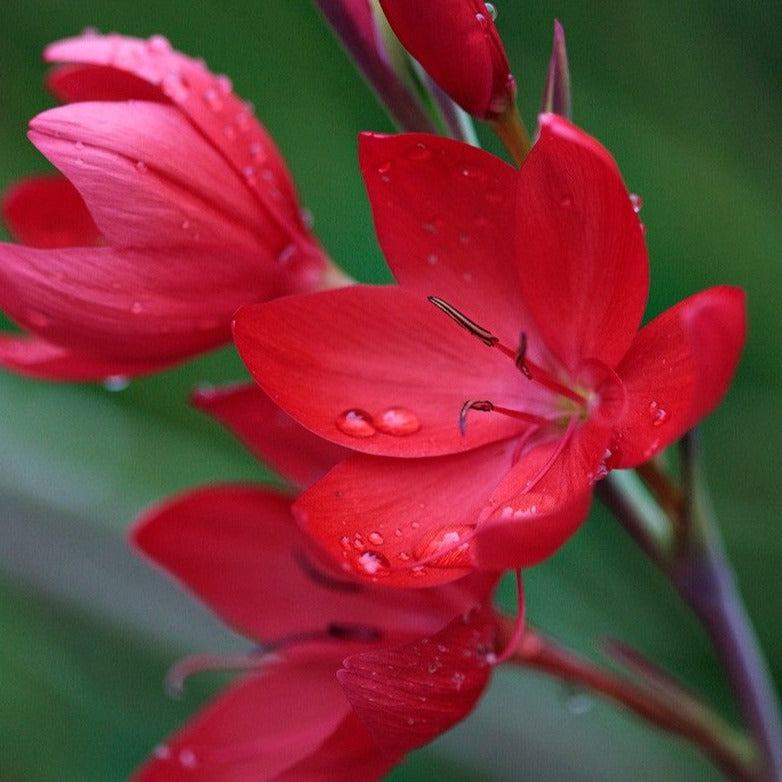 river lily flower Hesperanthera Coccinea