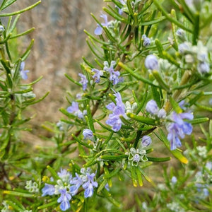 Rosemary - Sudbury Blue Flowering bush