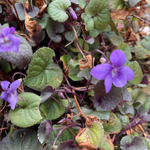 Load image into Gallery viewer, Viola Riviniana,  - Common Dog - Violet x 2 pack
