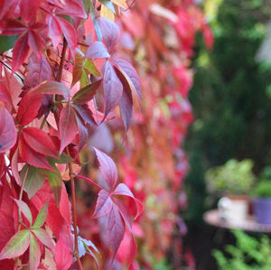 Parthenocissus Quinquefolia -  Creeping Virginia - Five leaved Ivy