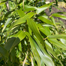 Load image into Gallery viewer, Fargesia Rufa Clumping Bamboo 
