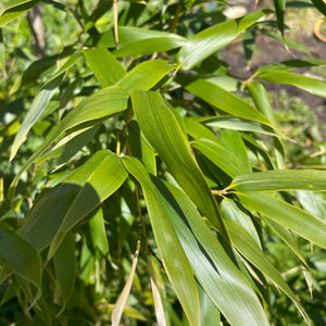 Fargesia Rufa Clumping Bamboo 