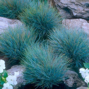 Festuca Glauca - Blue Mountain Grass x 2 Pack