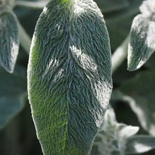 Load image into Gallery viewer, Stachys Byzantina - Lambs Ears-  Silver Carpet
