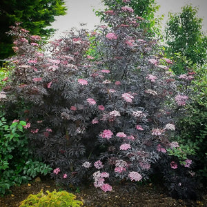 European Black Elderberry Black bush