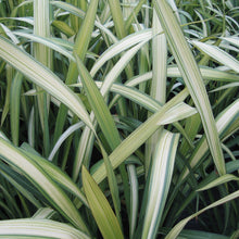 Load image into Gallery viewer, Phormium Cookianum Subsp. Hookeri &#39;Cream Delight&#39; 
