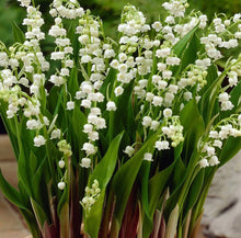 Load image into Gallery viewer, Lily of The ValleyConvallaria Majalis  - Maybells - Ladys Tears. 
