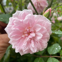 Load image into Gallery viewer, City Of London - Pink Scented Rose
