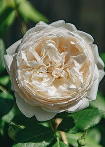 Claire Austin Rambling Rose 