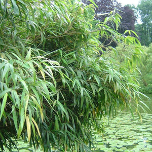 Fargesia Rufa Clumping Bamboo