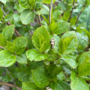 Hydrangea Macrophylla So Long Rosy