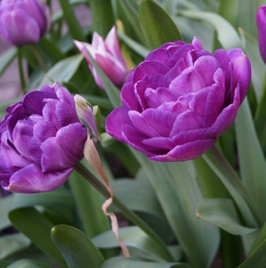 Tulip Blue Diamond - Spring Perennial 