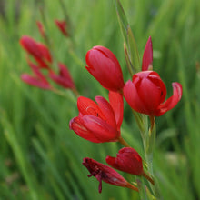 Load image into Gallery viewer, Hesperanthera Coccinea - River Lily -
