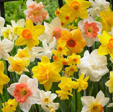 Mixed Daffodils 