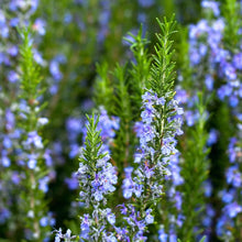 Load image into Gallery viewer, Rosemary - Sudbury Blue - Blue flowering shrub
