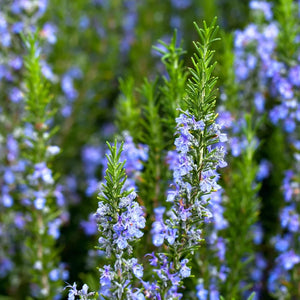 Rosemary - Sudbury Blue - Blue flowering shrub