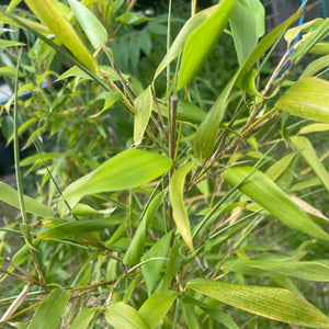 Fargesia Rufa Clumping Bamboo