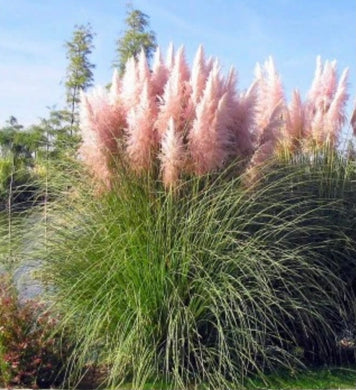 Cortaderia Selloana Pampas Grass Pink - Evergreen Plant