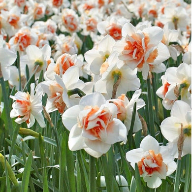 Daffodil Replete spring bulbs
