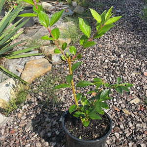 buy forsythia plant online