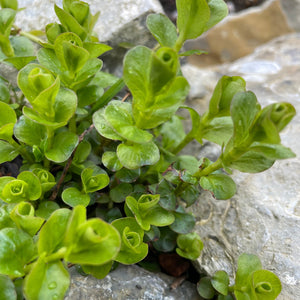 Lycimachia Nummalaria - Creeping Jenny - Ground cover trailing plant