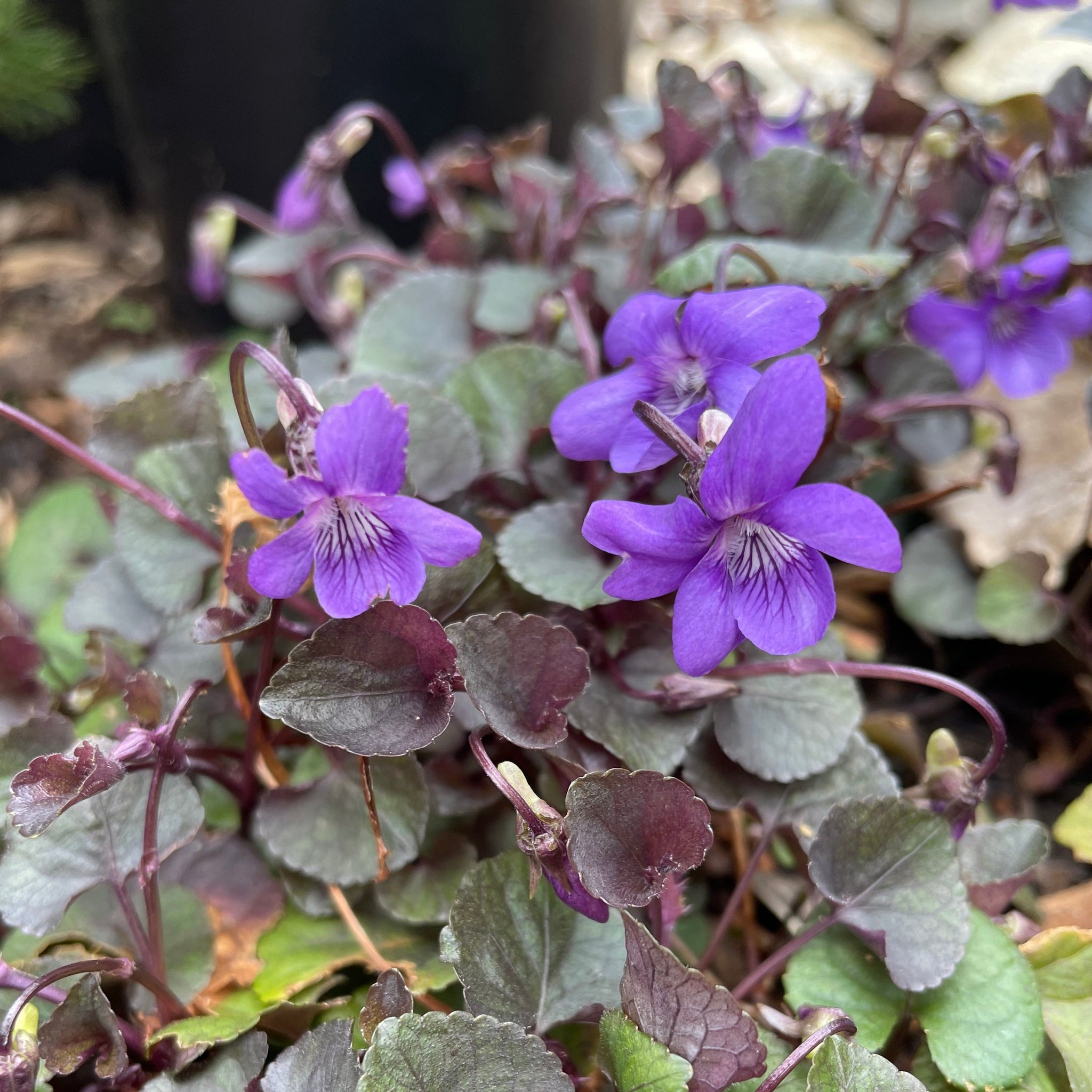 Viola Rivinian Viola Riviniana - Common Dog Violet 1.5 Litre Pot – Garden City Cymru