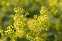 Load image into Gallery viewer, Alchemilla Mollis. - Lady&#39;s Mantle - Sub Shrub With Yellow Flowers
