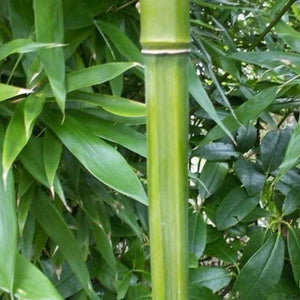 Fargesia Rufa Clumping Bamboo