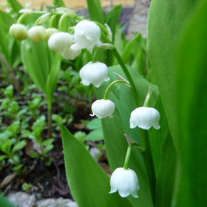 Convallaria Majalis - Lily Of The Valley x 2 Pack