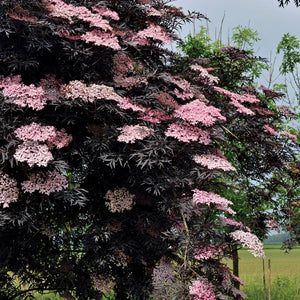 European Black Elderberry