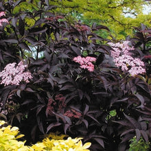 Load image into Gallery viewer, European Black Elderberry Black shrub
