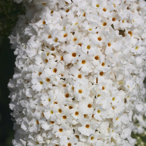 Buddleja Davidii 'White Profusion' - White Butterfly bush