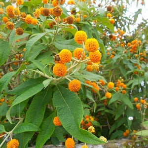 Buddleja Glabosa, Orange Ball Tree, Matico