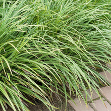 Load image into Gallery viewer, Carex Morrowii Ice Dance - Pink Variegated Ornamental Grass
