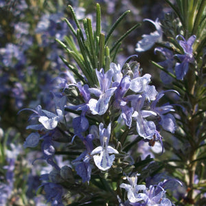 Rosemary - Sudbury Blue - Blue flowering plant