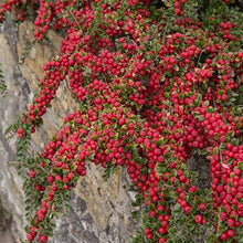 Load image into Gallery viewer, Cotoneaster Horizontalis
