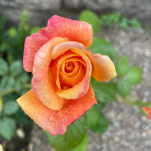 Load image into Gallery viewer, Piccadilly Rose bicolour rose
