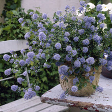 Load image into Gallery viewer, Ceanothus Standard Californian Lilac
